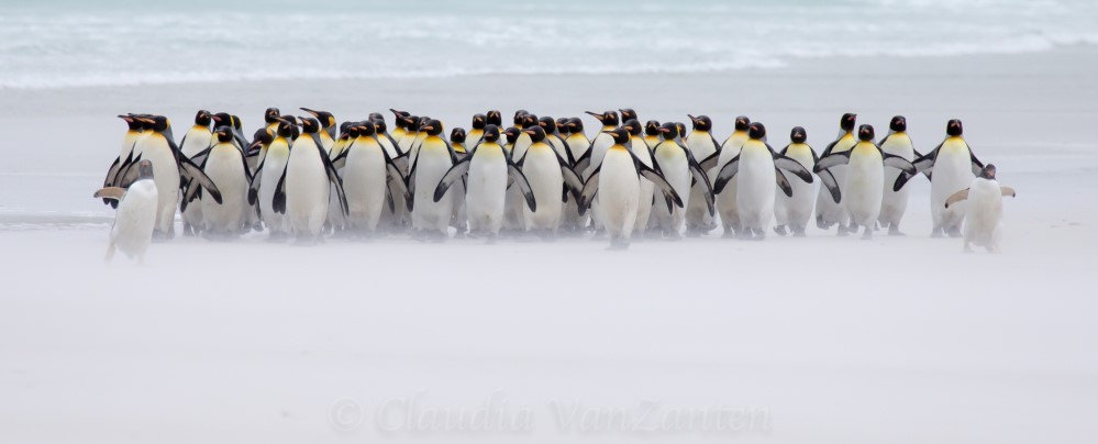 пингвины и снег
