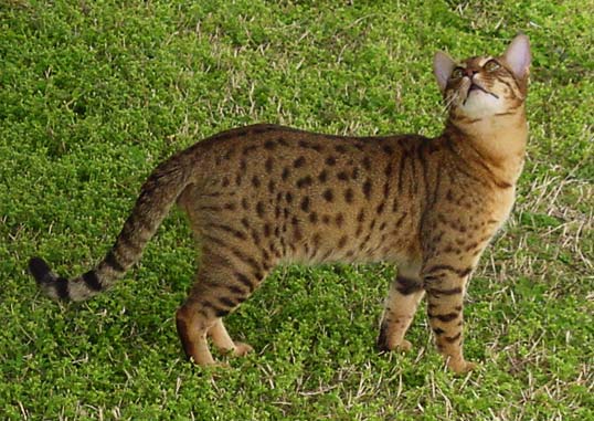 Cheetoh (гепард кошка) описание породы