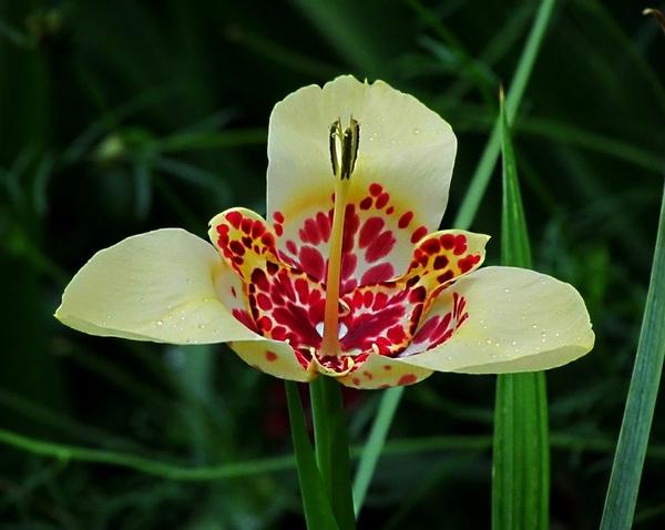 Луковичная орхидея – Тигридия