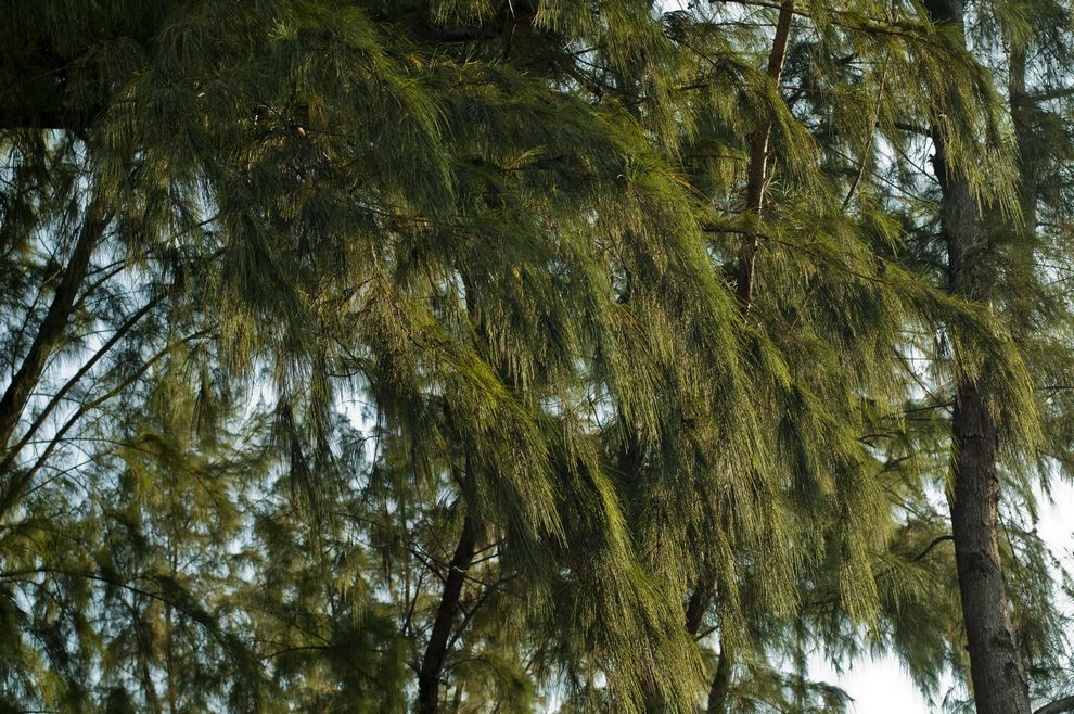 andaman-trees18.jpg