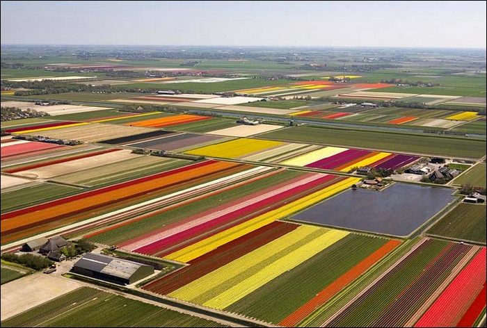 tulip-fields02.jpg