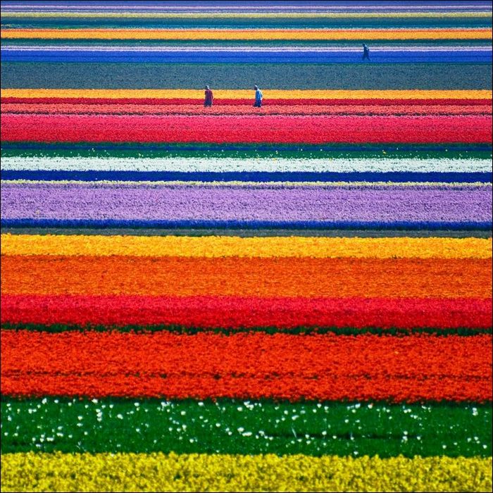 tulip-fields03.jpg