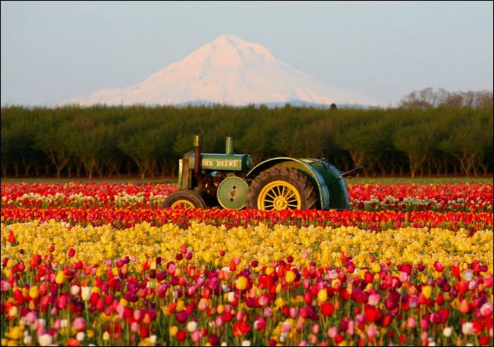 tulip-fields05.jpg