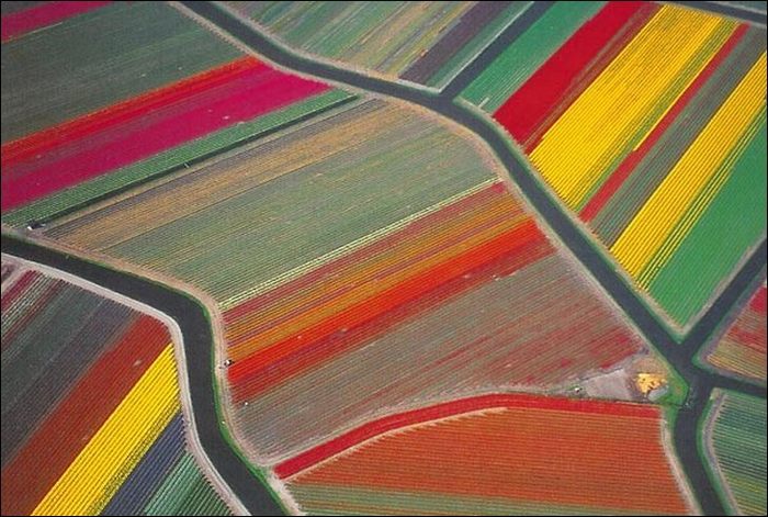 tulip-fields06.jpg