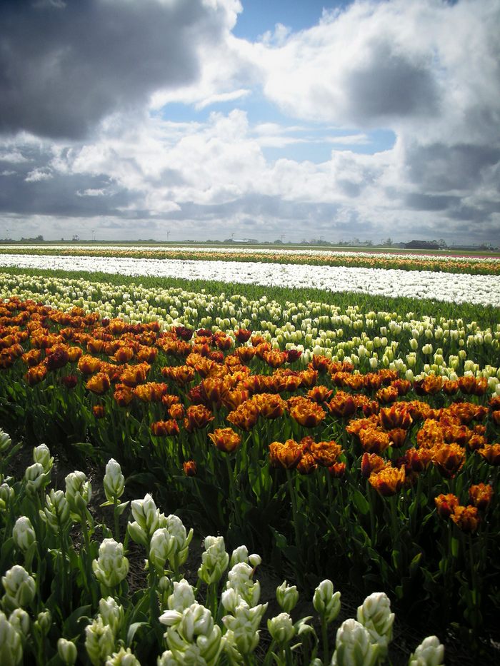 tulip-fields07.jpg