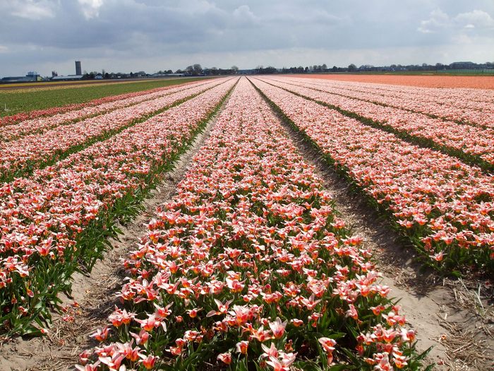tulip-fields08.jpg