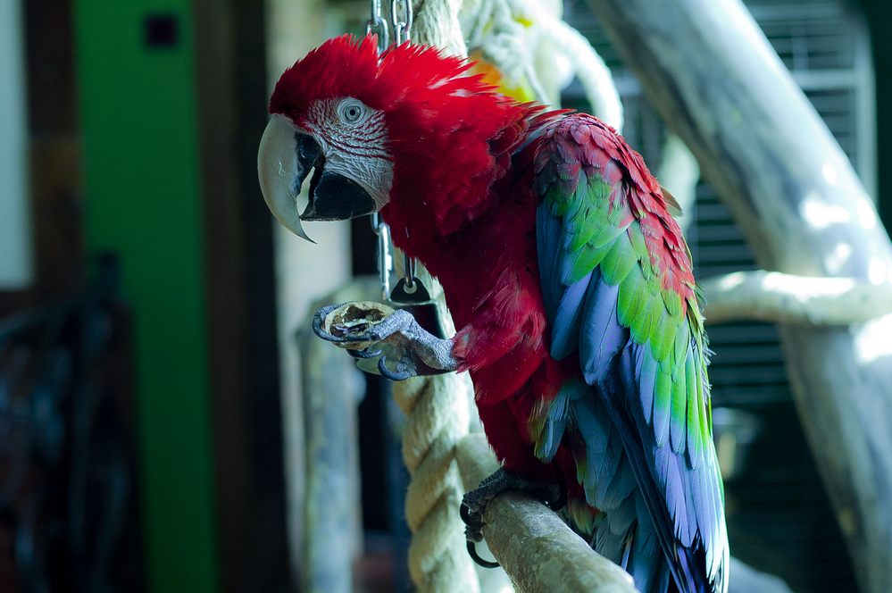parrot-jora06.jpg
