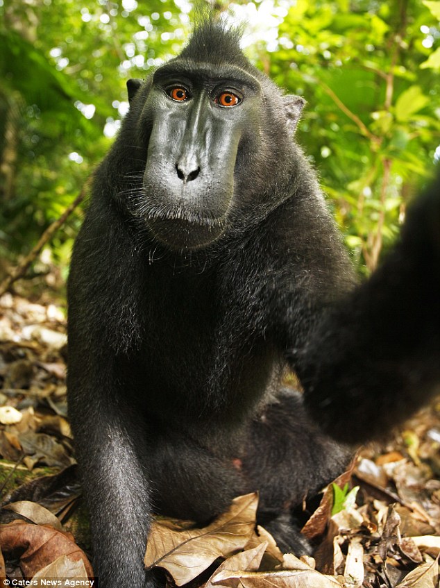 обезьяна с фотоаппаратом