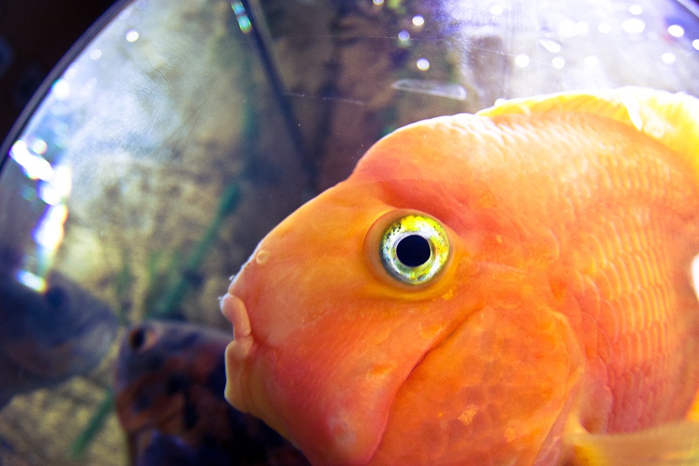 Какие глаза у рыб. Глаз рыбы. Рыбий глаз. Рыбий глаз рыба. Глаза рыбки.