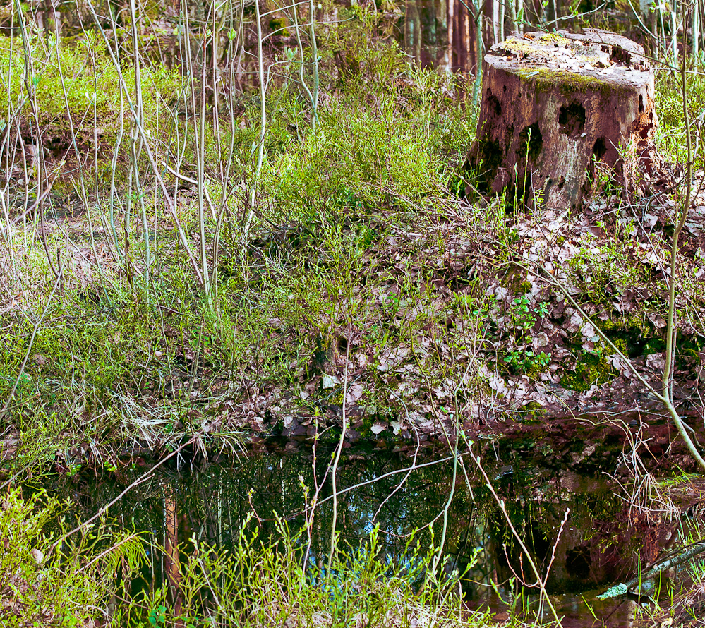 forest-tantra-6.jpg