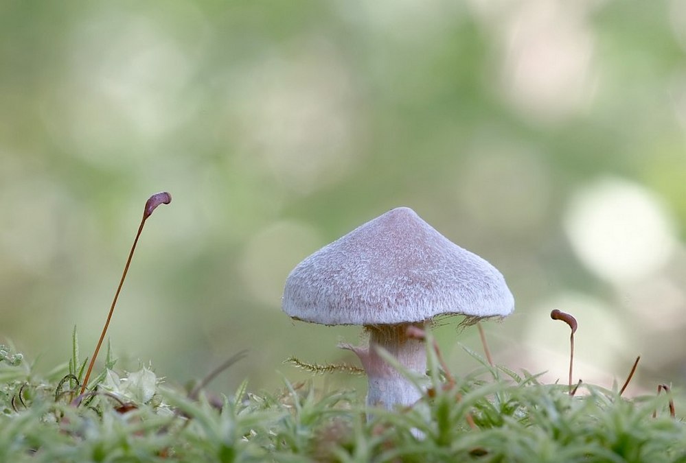 mushrooms-03.jpg