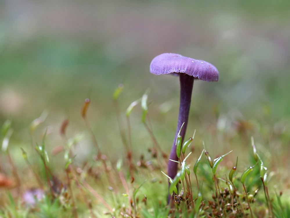 mushrooms-04.jpg