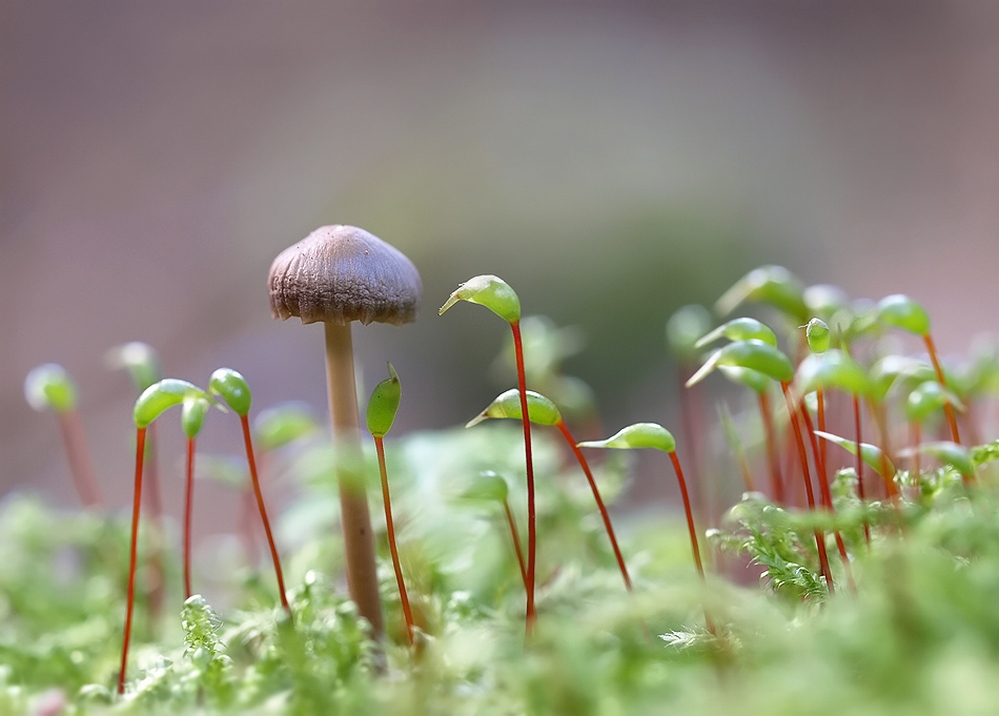 mushrooms-08.jpg