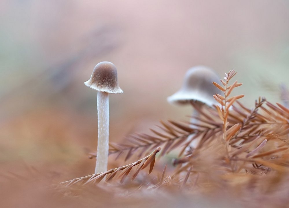 mushrooms-09.jpg