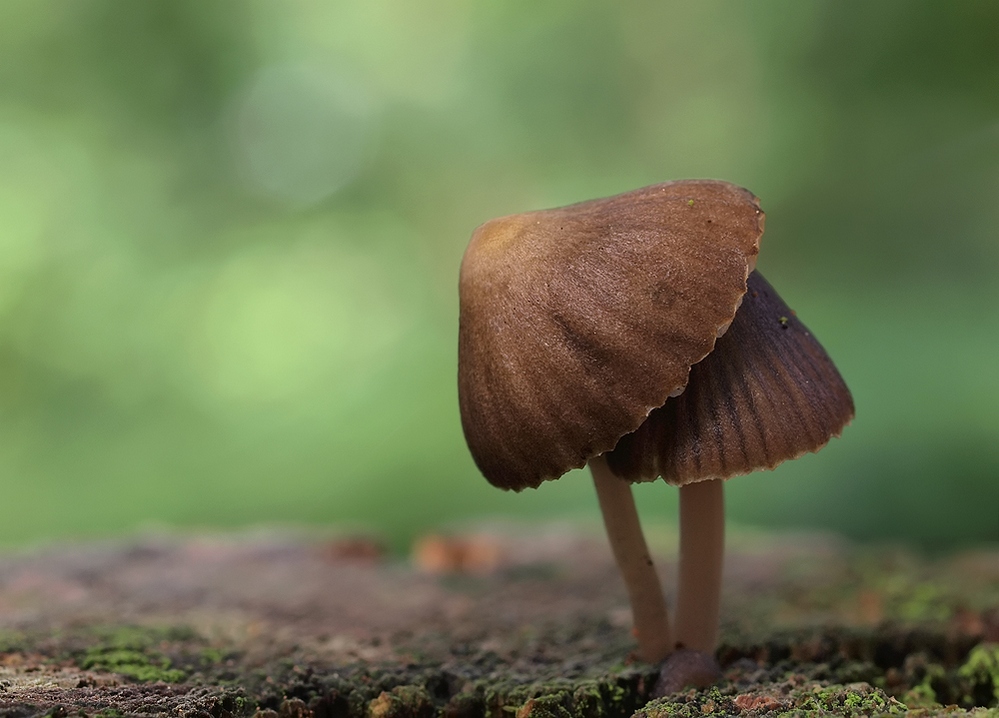 mushrooms-10.jpg