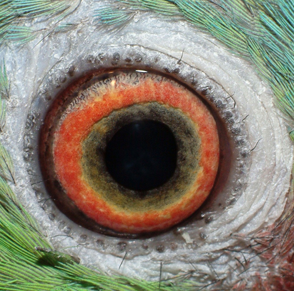 animal-eye-08.jpg
