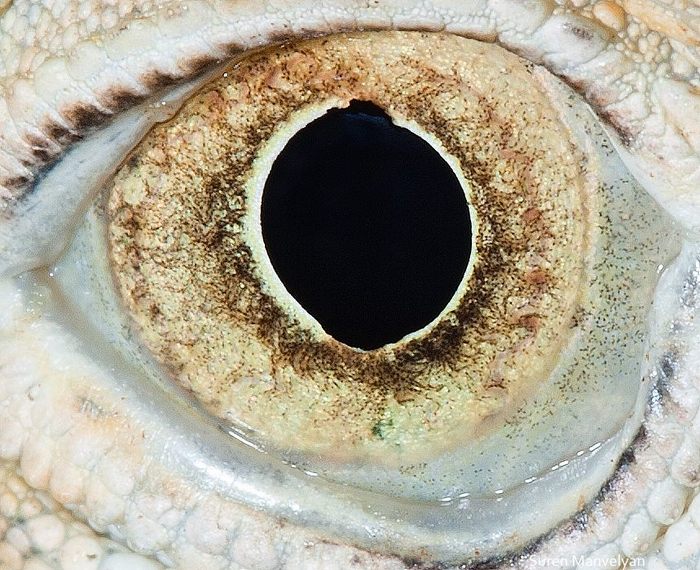 глаза животных