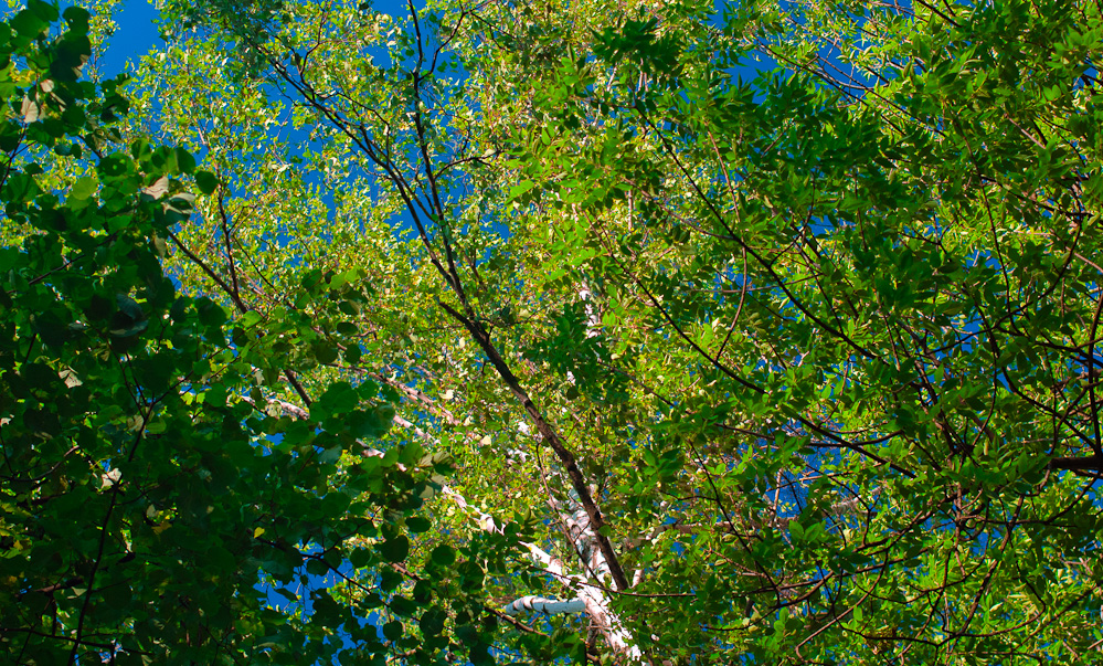 многогообразие деревьев в перовском парке