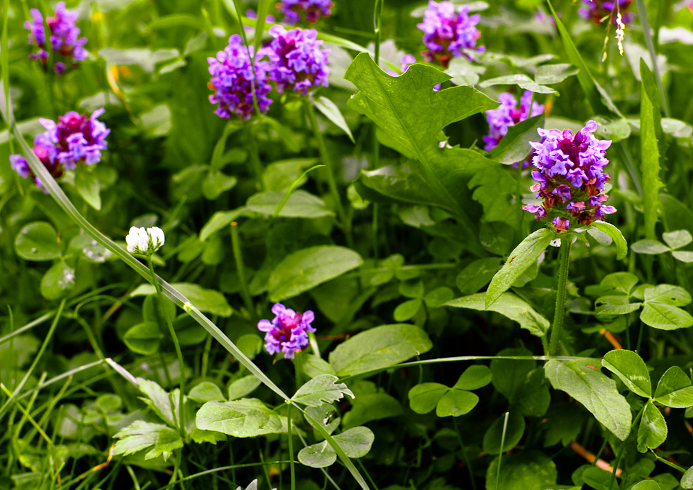 парк царицыно фиолетовые цветки