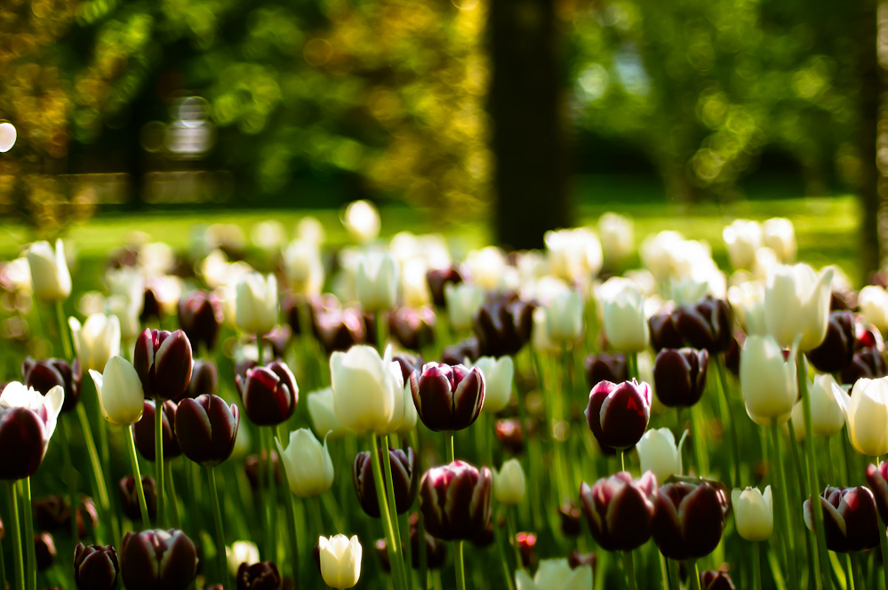 парк усадьба трубецких тюльпаны