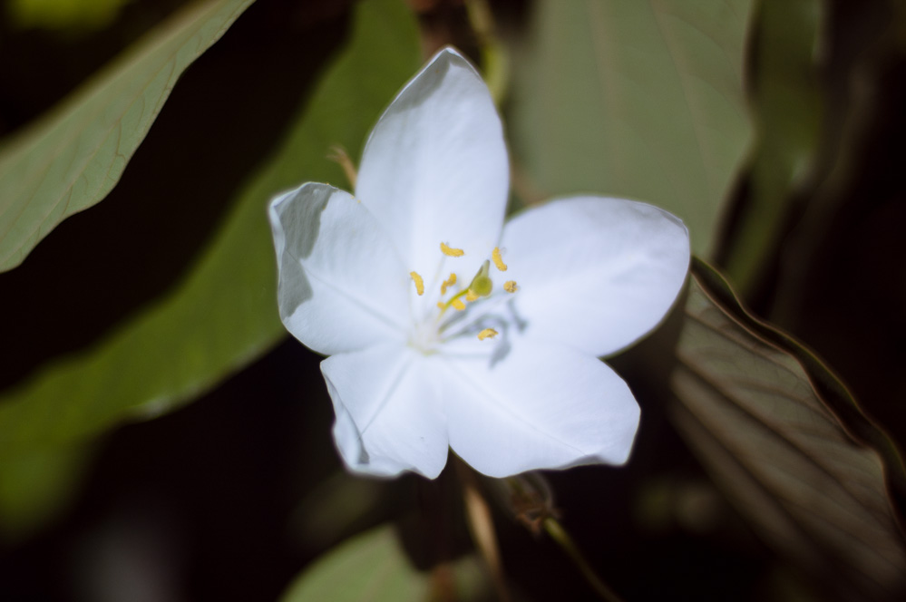 андаманы цветы