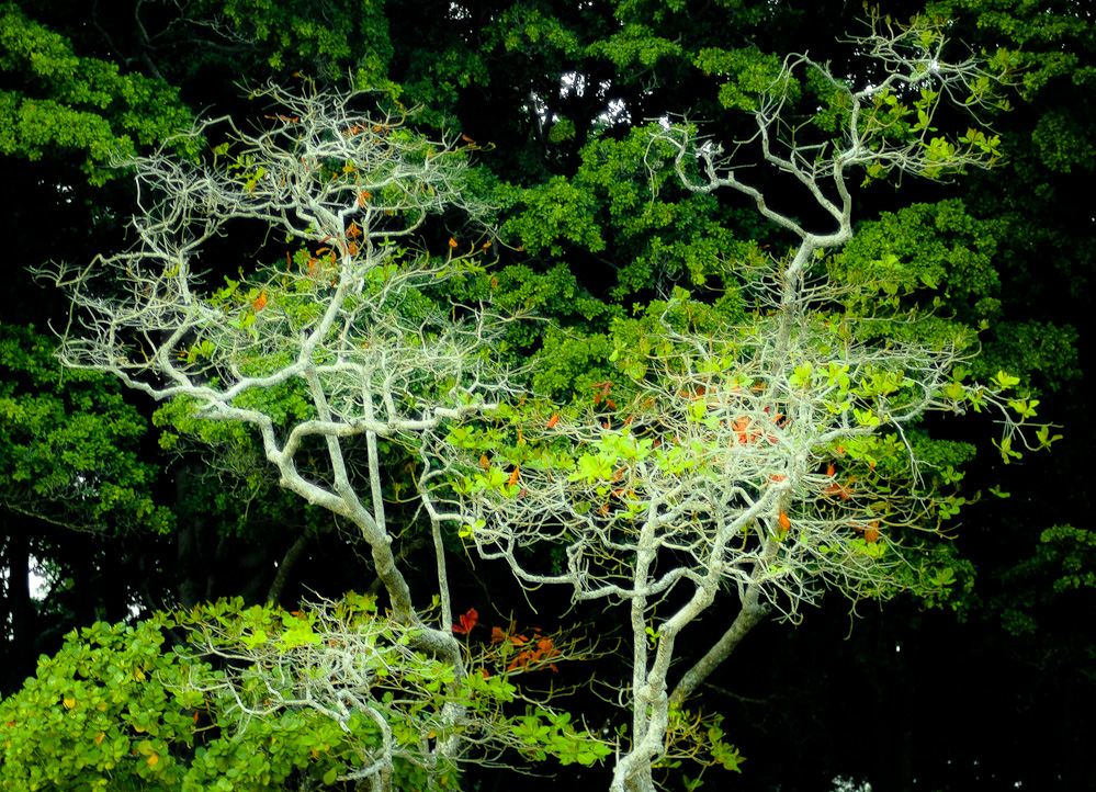 andaman-forest-3.jpg