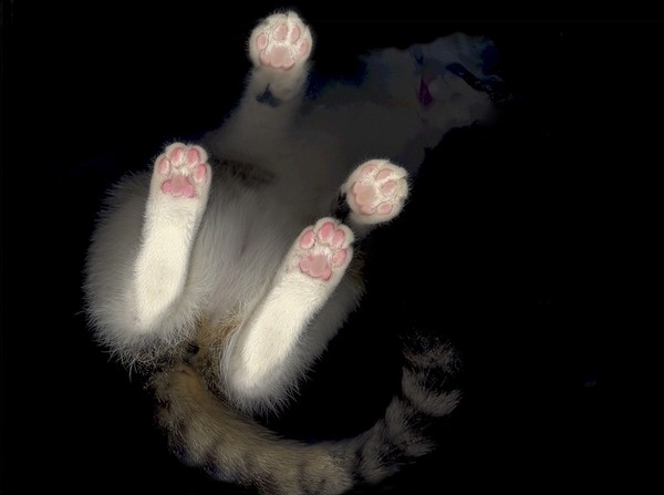 cat-scan-01.jpg