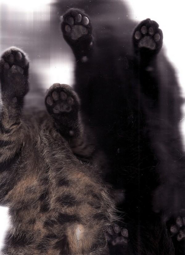 cat-scan-03.jpg