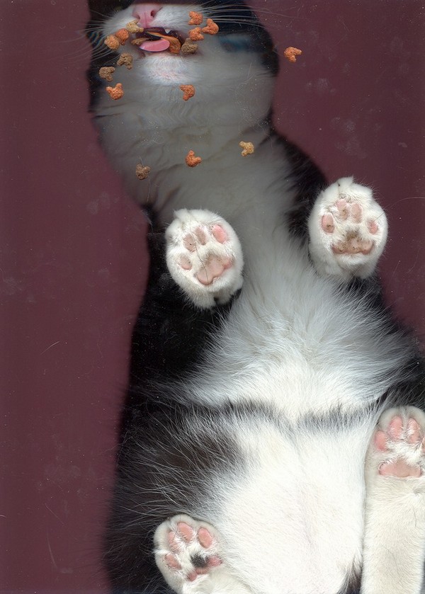 cat-scan-09.jpg