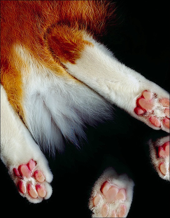 cat-scan-10.jpg