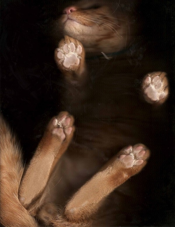 cat-scan-15.jpg