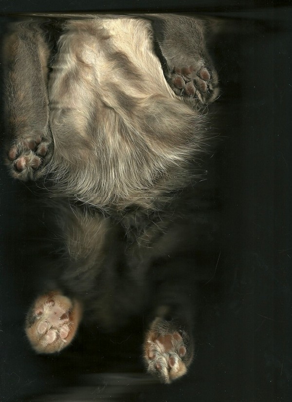 cat-scan-19.jpg