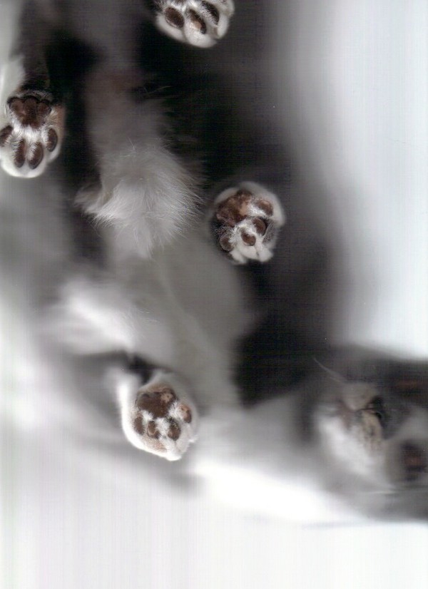 cat-scan-22.jpg