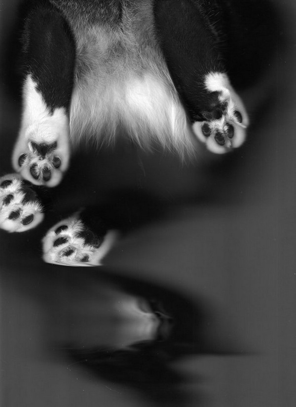 cat-scan-26.jpg