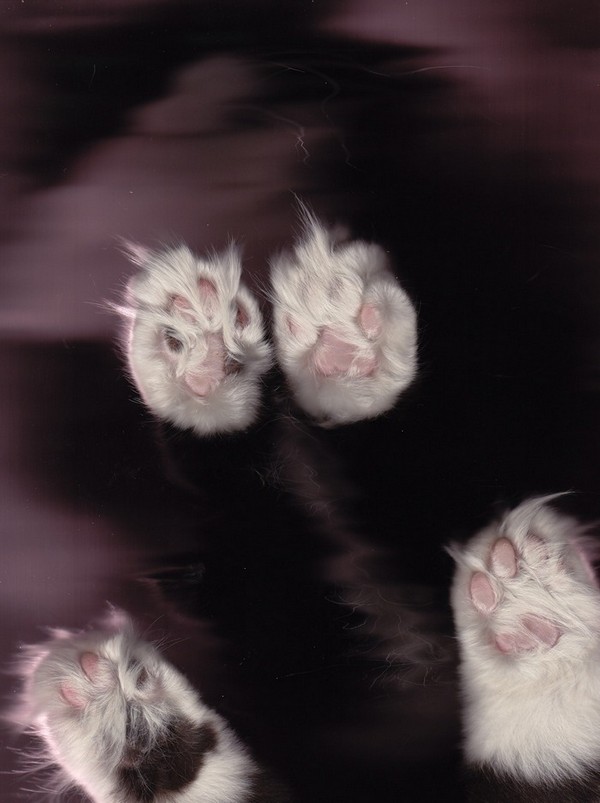 cat-scan-27.jpg