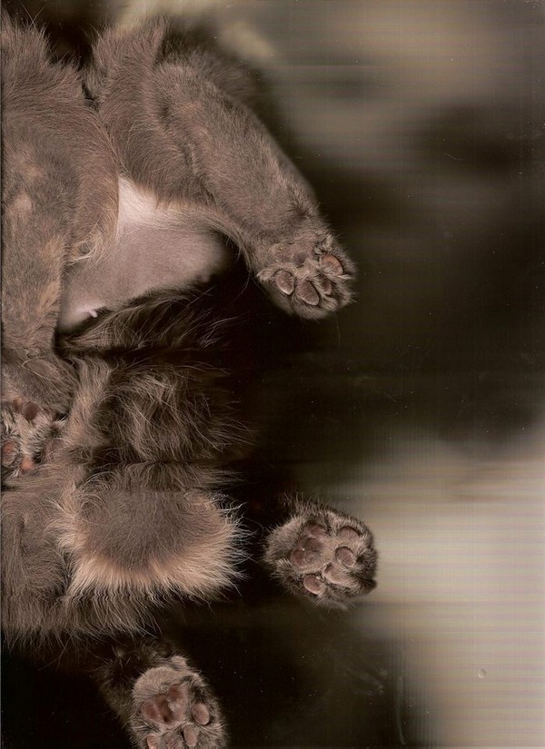 cat-scan-28.jpg