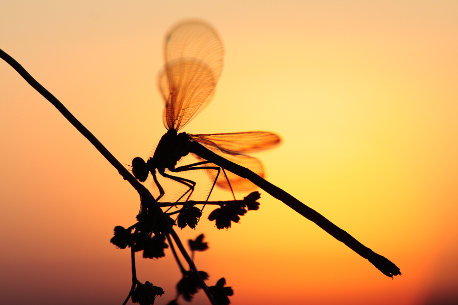 dragonflies04.jpg