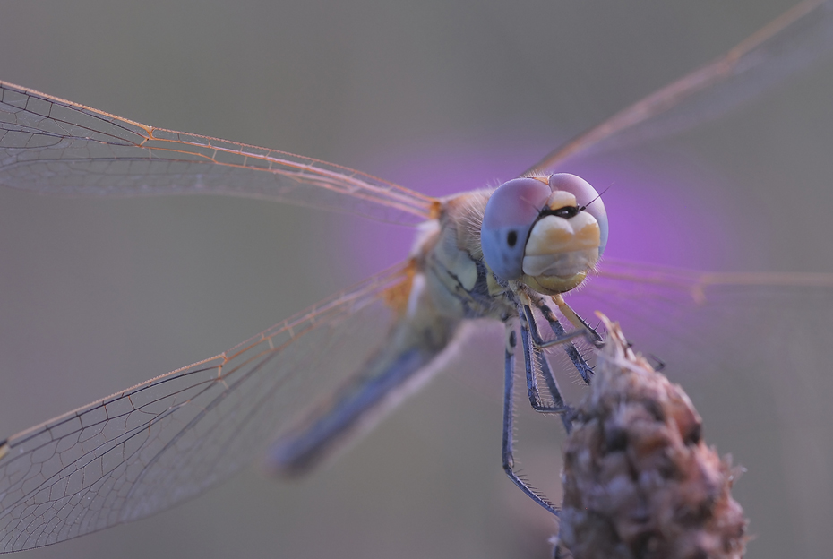 dragonflies05.jpg