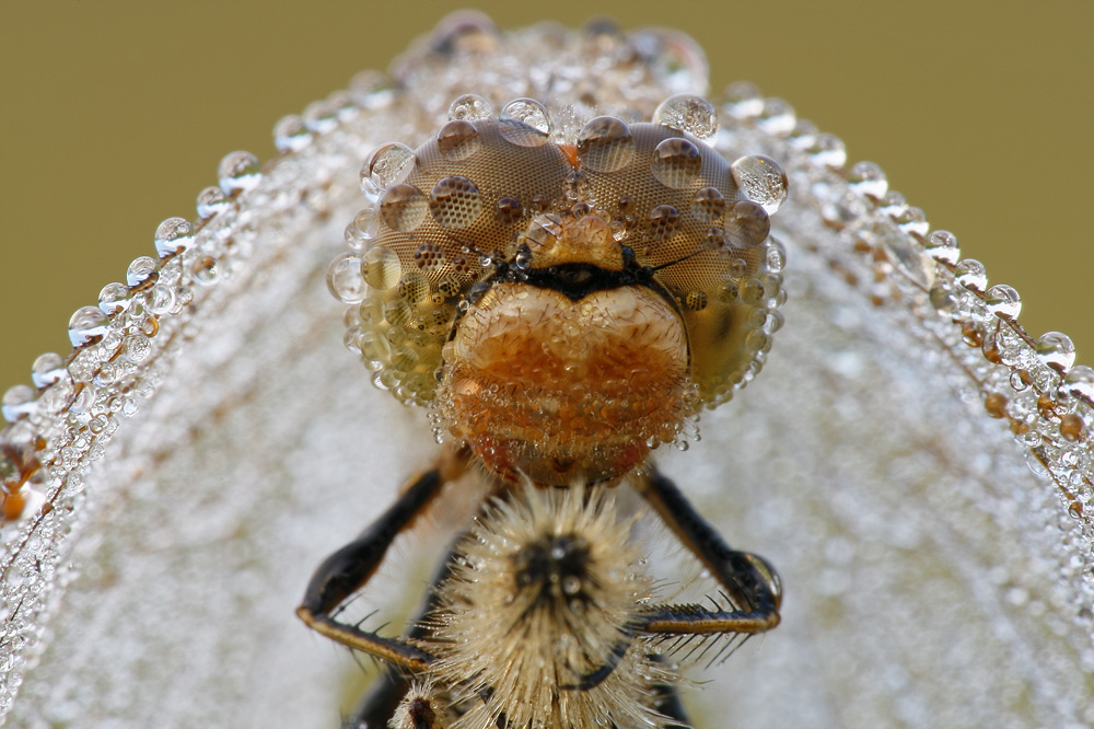 dragonflies06.jpg