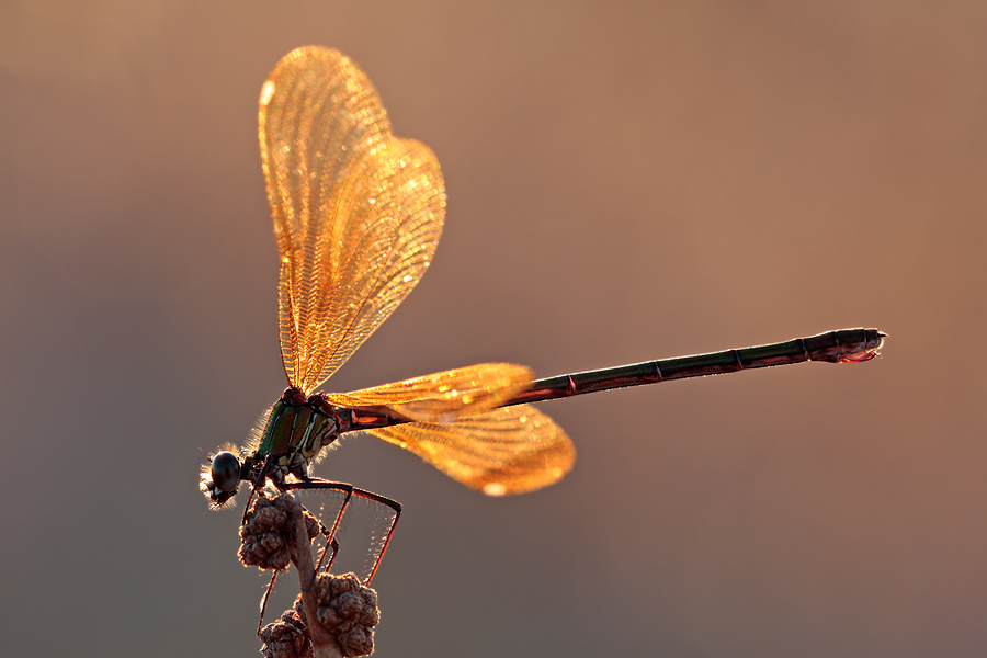 dragonflies07.jpg
