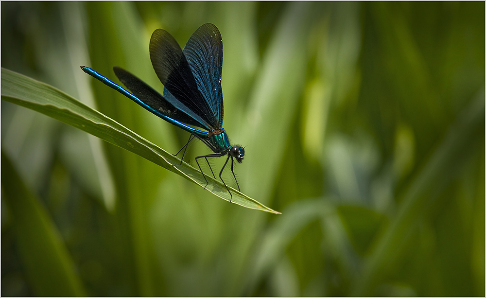 dragonflies10.jpg