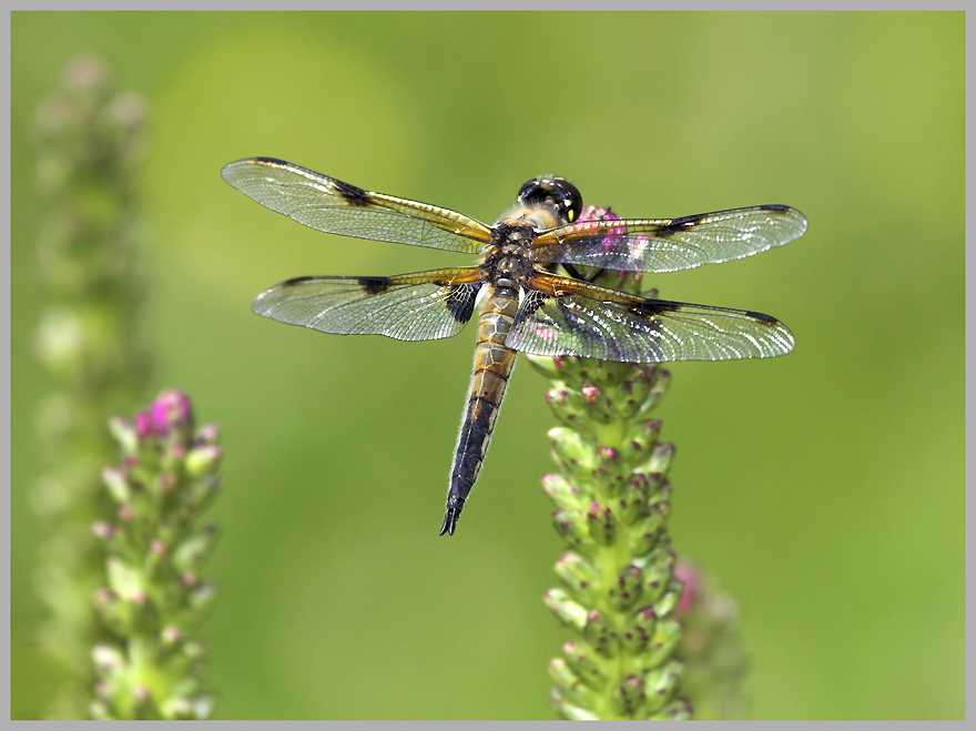 dragonflies11.jpg