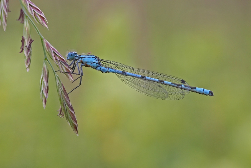 dragonflies12.JPG