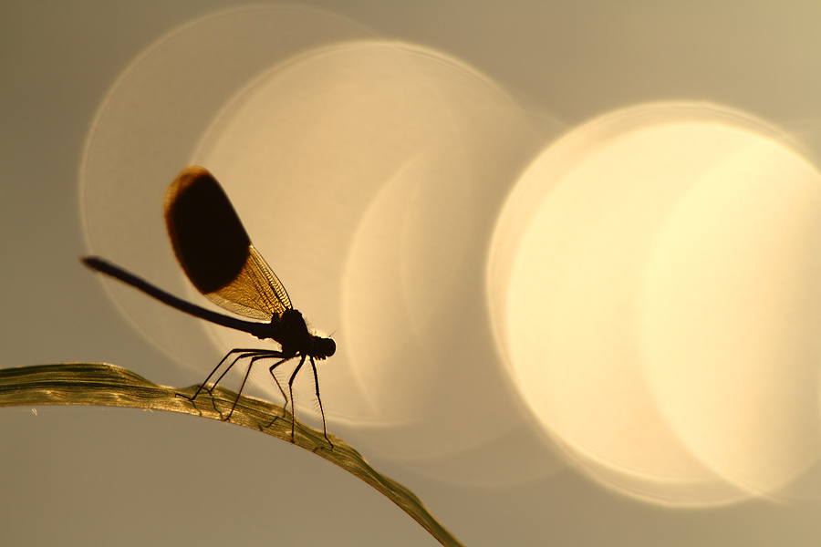 dragonflies14.jpg
