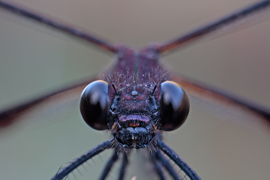 dragonflies15.jpg