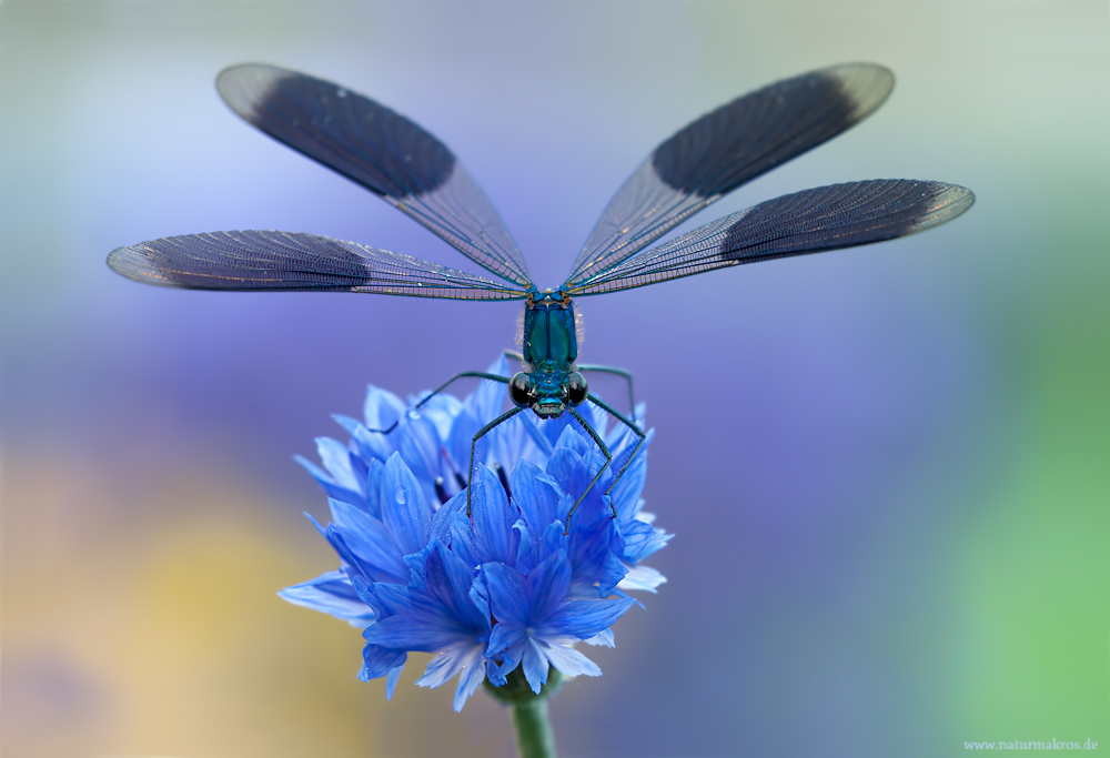dragonflies17.jpg