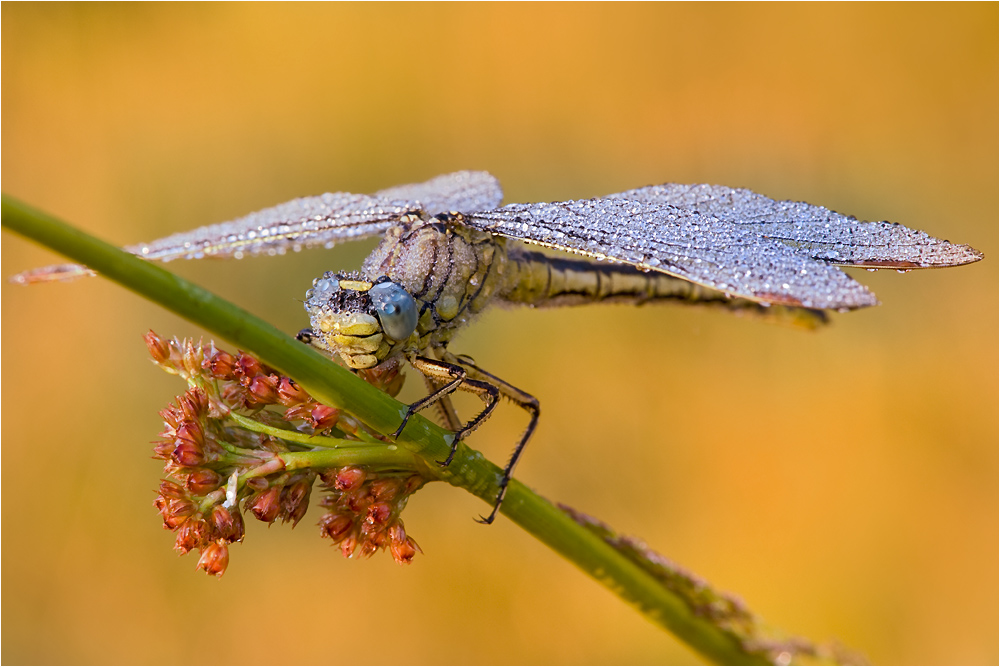 dragonflies18.jpg