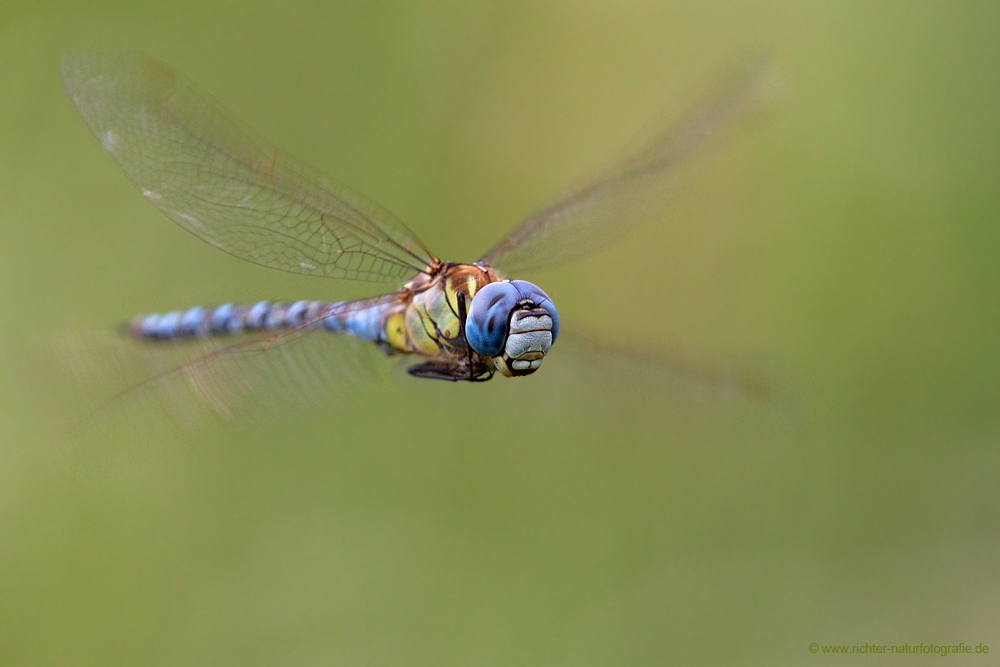 dragonflies19.jpg