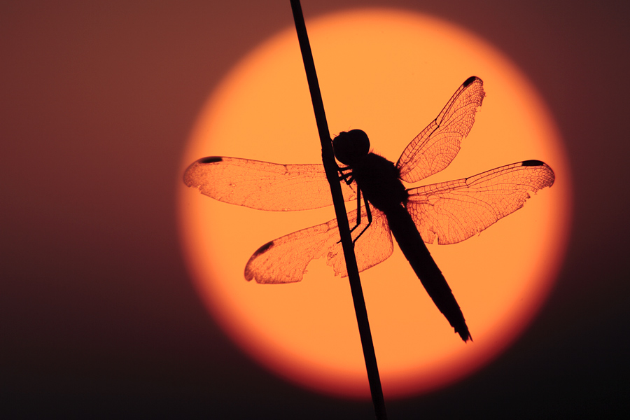 dragonflies20.jpg