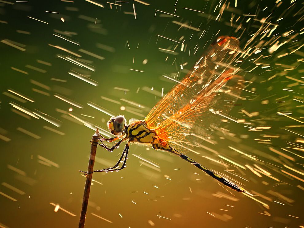 dragonflies22.jpg